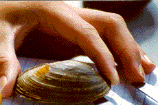 Measuring clam
